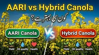 What is difference between AARI CANOLA & Hybrid Canola | Bilal Kanju Official