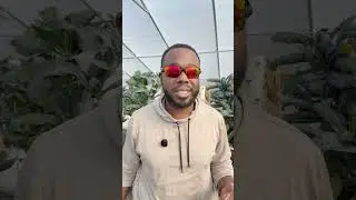 Why most Tower Gardens fail