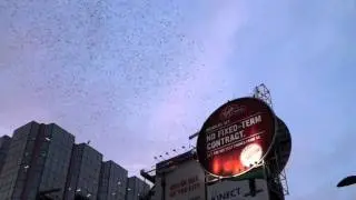 Swarm of Birds Over Downtown Toronto