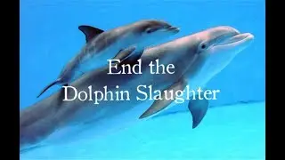 Ending Dolphin Slaughter- Serious Discussion