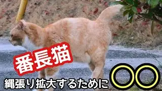 【Boss cats invade with markings to expand territory】ボランティアさんから番長と呼ばれる猫ちゃんは今日も縄張り拡大中！！【予告】人生はねこだらけさん