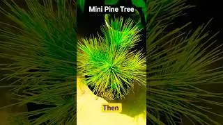 🌲&ldquo;Mini Pine Tree &ndash; Nature&rsquo;s Green Firework!&rdquo;#gardeningbp #nature #plants #viral #trending #ytshorts