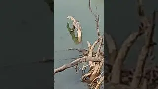 tortoise sun bath