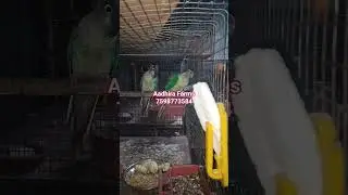 BYSC Handfeeding Chicks for Sales