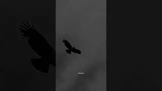 God gave you wings&mdash;don&rsquo;t stay grounded. Soar🕊️✨ #motivation #god #UpZeal