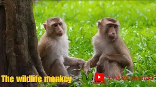 Examine the different ways monkeys communicate with each other,including vocalizations,body language