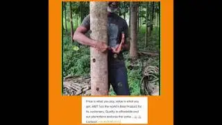 Mother Biotech Tissue Cultured Teak Plants