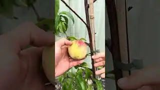Перший урожай з мого саду. Нова Зеландія.