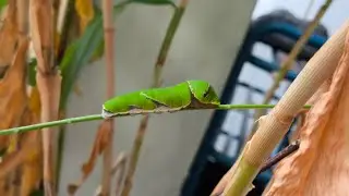 The very hungry caterpillars. Eastern Tiger Swallowtail doing mukbang! 