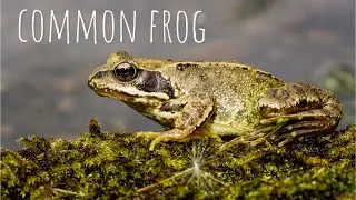The Common frog- fact file