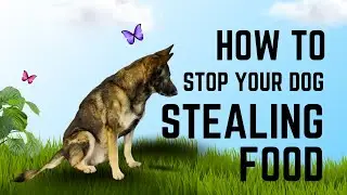 It’s Getting REAL! How to Stop Your Dog From Stealing Food on the Floor! | Boundary Games Lvl 4