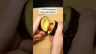 This is how I grew an avocado bonsai! #timelapse