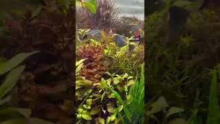 BoeseMani Rainbow Fish