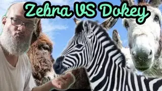 Zebra 🦓 or dokey is meat 🥓 🍖 eating?