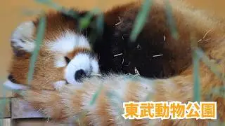 Сонная красная панда