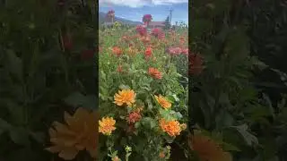 Blooming Wonders Along the Fruit Loop Trail in Hood River, Oregon with Mount Hood's Grandeur