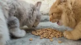 Fluffy Kittens 😺 Crunchy Food 🍲 Cat Eating Sounds