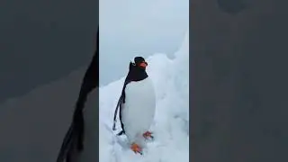 Cute Penguin 🐧🐧 walking on ice☃️⛄❄️ Snow❄️ #cold #animal #iceland