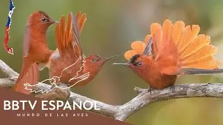 Aves de Chile | Las Aves M&aacute;s Hermosas de Chile Que Nunca Has Visto | BBTV Espa&ntilde;ol