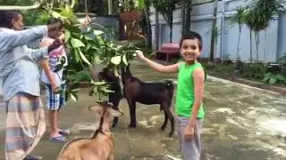 Arman and Yaman feeding a goat