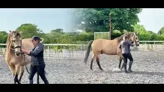 Foundations of riding from the ground up! Online courses coming soon.