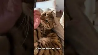 Expressive cats #FunnyCats
