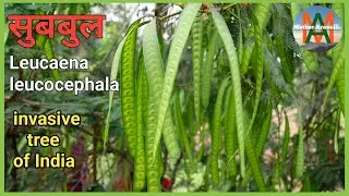 Leucaena leucocephala, Subabul, Wild tamarind, White Babool, invasive tree of India 