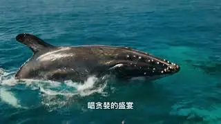 躍 cover by Jacob Lin