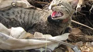 Feral cats declared a pest in WA | ABC Radio Interview