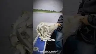 This Fishing Trick Is Insane!