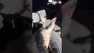 Ready to take a nap Mr. Mapacho #cat #petshub #funnyanimals #naptime #funny