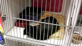 Cat Adoption Team cat demos Kitty Hooch mouse