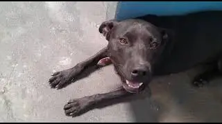 #adote #caes #rj #anima #cachorr #pet #adoção #adocao #bich