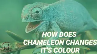 | How does chameleon changes its colour | | INFORMETRICS | | NCYCLOPEDIA |