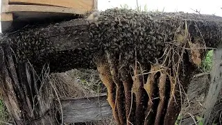 Enxame Gigante  ATACANDO  agricultores  ... fomos retirar