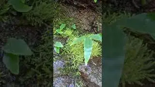 Jungle Moss #shorts