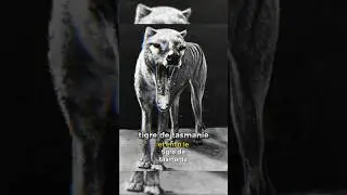 les derniers instants enregistr&eacute;s d&rsquo;animaux disparus #animals #animalshorts #shorts