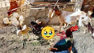 Is bakri🐐ne🤔akhir kitnay bachay dia🤔?|#chicken#villagelife#birds #vlog #pets #dailyvlog#dailyroutine
