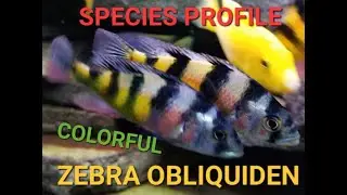Species profile Zebra obliquiden