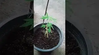 I will never give up the ganja. Morgan Freeman