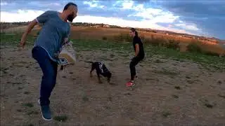 IPO training Arys Satana dobermann beginning