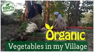 Organic Vegetables in my Village | Village Life, Punjab - Pakistan