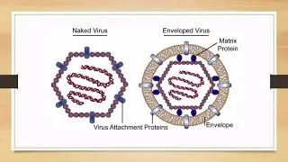 Virus structure🦠