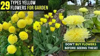 29 Types of Yellow Flowers for Garden | Plants with Yellow Flowers