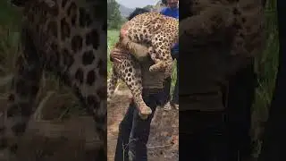 Kalagarh Mai Tiger 🐅