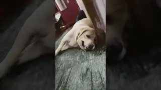 #littleleo #reels #trending #trendingshorts #viral #funny #dog #video #viralshorts # #youtubeshorts