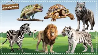 Cute Animal Sounds and Clips: Lion, White Tiger, Wolf, Zebra, Turtle, Chameleon