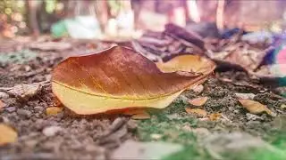 Walking on Dry Leaves Sound Effects - Sound of Walking on Dry Leaves - Walking on Dry Leaves asmr