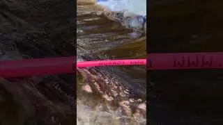 What are Pink Fish Tags?