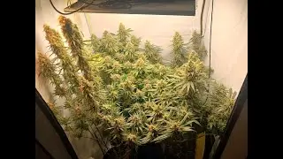 Master Kush (White Label/Sensi Seeds) Indoor LED Grow Slideshow Day 1-49 (part 1)